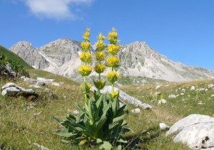 genziana-gran-sasso