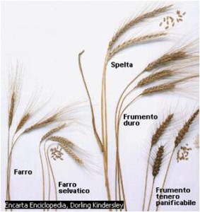 Frumenti