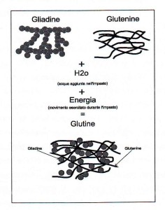 glutine