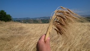 campo con farro