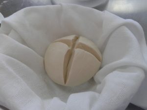 Lievito madre panetto lauri,1