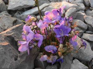 fIORE FUCSIA TRA LE ROCCE