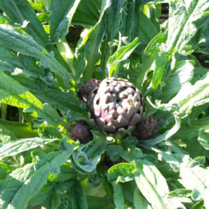 carciofo-cupella-1